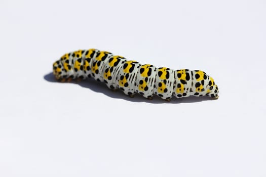 The caterpillar of a mullein monk (Shargacucullia verbasci),a moth.