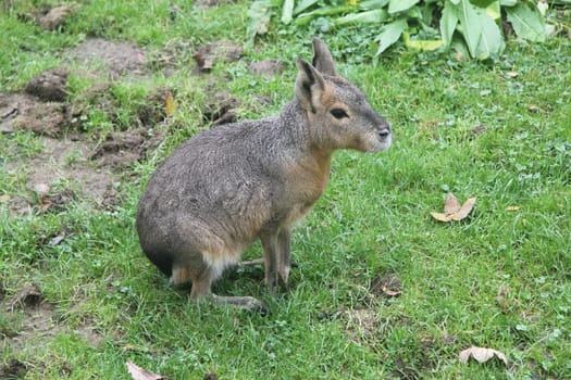 The Great Pampashase or Great Mara (Dolichotis patagonum) is a species of rodent native to Argentina.