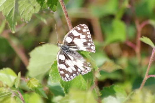 The Chessboard is a butterfly of the Nymphalidae subfamily.