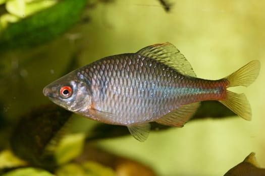 Close-up of a male bitterling (Rhodeus amarus)