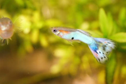 A male guppy,(Poecilia reticulata) a popular freshwater aquarium fish