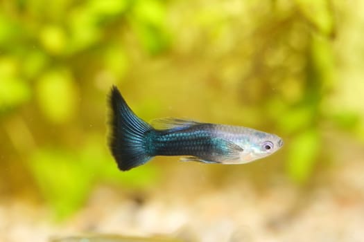 A male guppy,(Poecilia reticulata) a popular freshwater aquarium fish