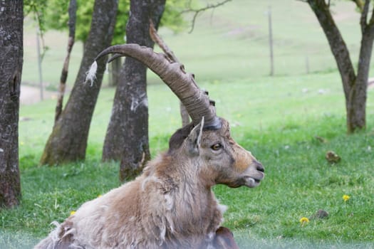 Profile view of a stately male Capricorn,(Capra ibex)