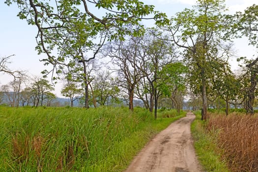 Dirt Road in an Asian Forest in Kaziranga National Park in India