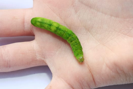grüne Raupe kriecht auf einer Kinderhand