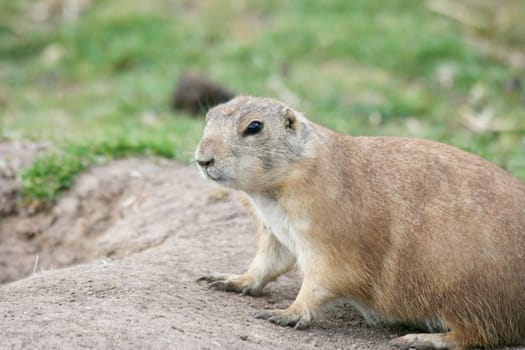 ein Präriehund (Cynomys) sitzt vor seiner Erdhöhle