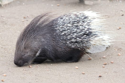 The porcupine,(Hystricidae) is a rodent with spines.