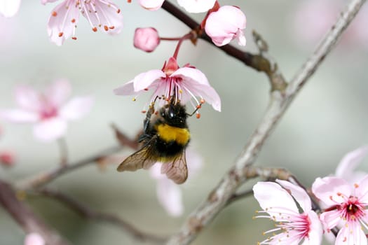 A bumblebee,(bombus) sucking at the nectar.
