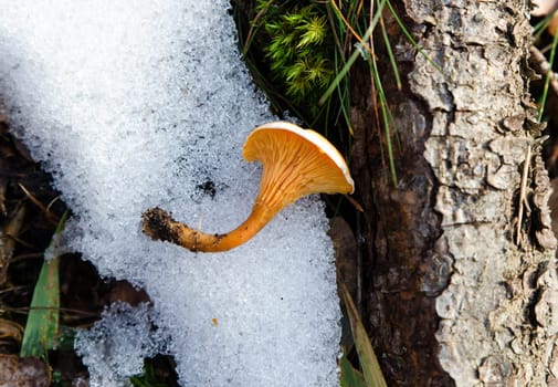 yellow mushroom in snow a frosty day the mushrom lay on the snow
