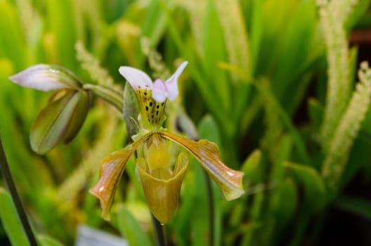 one lovely brown and green orchid from asia picture is taken in Gothenburg