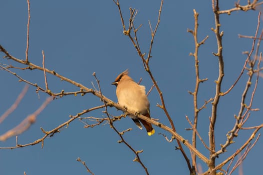 Bohemian Waxwing Sitting in Tree with a clear blue sky.
