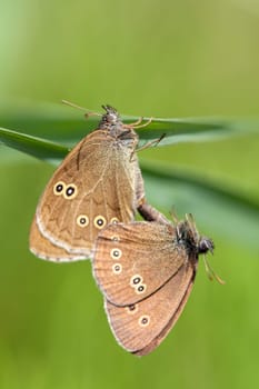 Brown forest bird - Aphantopus hyperantus in mating - macro image