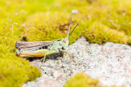 Long-sensing scare in a macro image