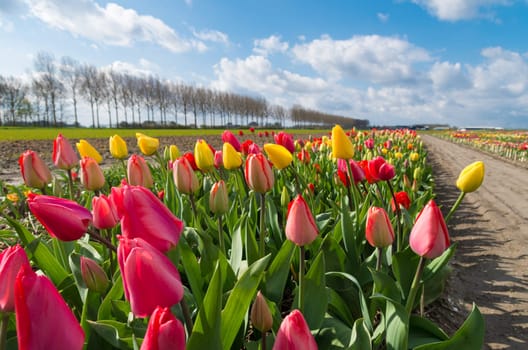 various colors of tulips blooming in a dutch landscape
