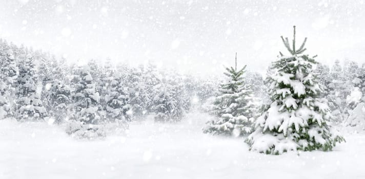 Outdoor panorama shot of two young fir trees in thick snow at the edge of a forest,for the perfect Christmas mood