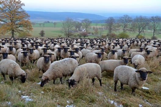 Rhön sheep
