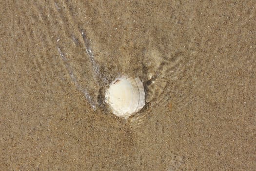 Conch shell washed by seawater lies in the sand.