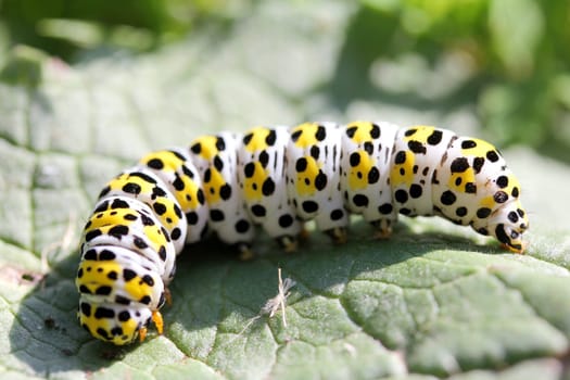The caterpillar of a mullein monk (Shargacucullia verbasci),a moth.