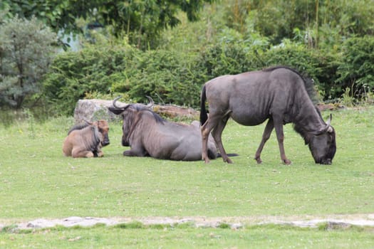 The wildebeest (Connochaetes) is a genus of African antelope that lives in large herds.