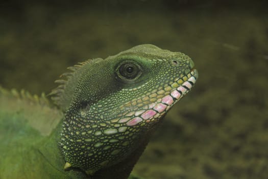 The Green Water Agame (Physignathus cocincinus) is a lizard of the Agamidae family.