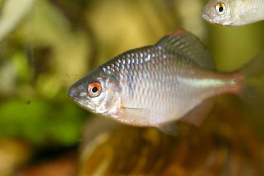 Close-up of a male bitterling (Rhodeus amarus)