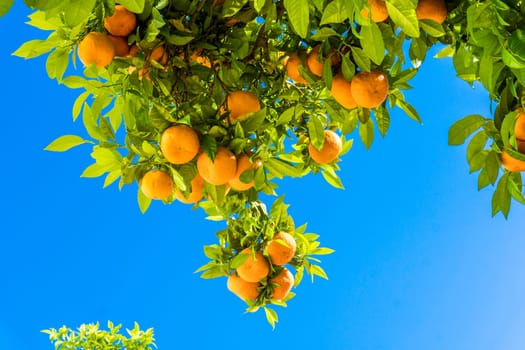 Tangerine tree. Oranges on a citrus tree.  clementines ripening on tree against blue sky