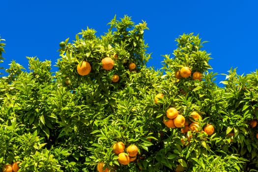 Tangerine tree. Oranges on a citrus tree.  clementines ripening on tree against blue sky