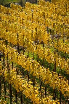 Vineyard on autumn season. Grape field
