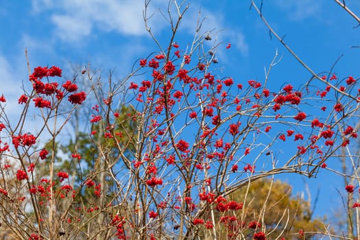 Viburnum (viburnum opulus) berries with its leaves outdoor in winter.  Red berries. red viburnum on a sunny day