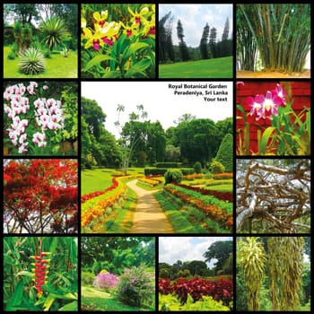 Royal Botanical garden Peradeniya at Sri Lanka. Collage