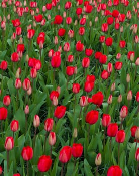background of beautiful red tulips in a park