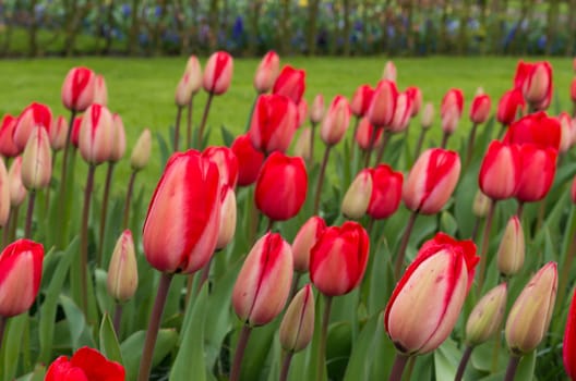 closeup of beautiful red tulips in a park