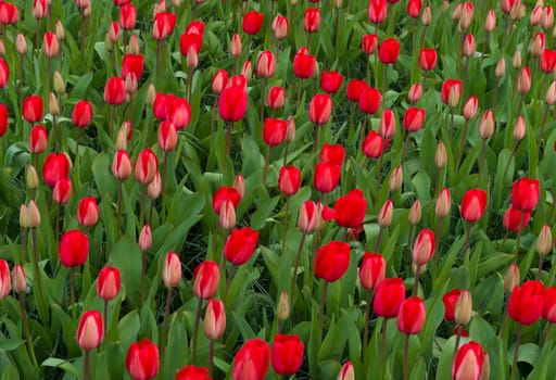 background of beautiful red tulips in a park