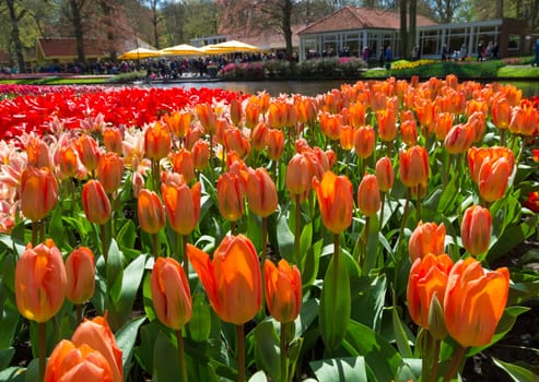 beautiful orange tulips under a spring sun