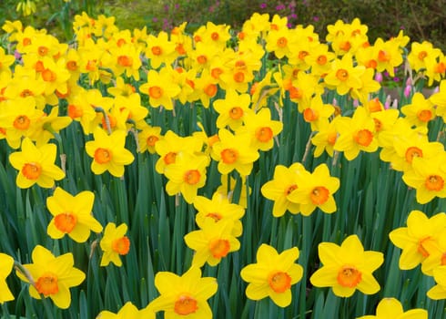 beautiful blooming yellow daffodils in a park
