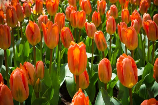background of beautiful orange tulips in a park