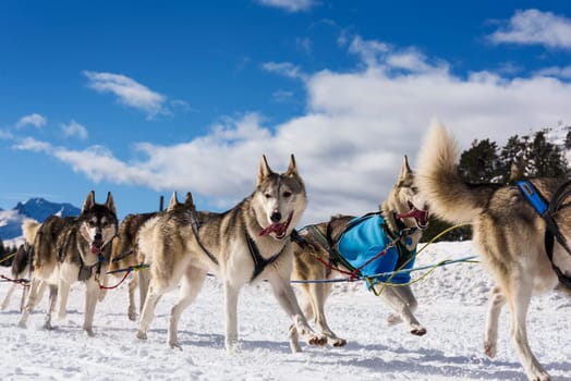 musher dogteam driver and Siberian husky at snow winter competition race in forest