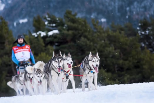 SARDIERES VANOISE, FRANCE - JANUARY 19 2016 - the GRANDE ODYSSEE the hardest mushers race in savoie Mont-Blanc, Donato EGLI, sweeden musher, Vanoise, Alps