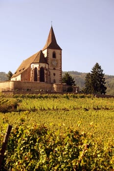The wine Hills of the village of Hunawihr in the province of Alsace in France in Europe