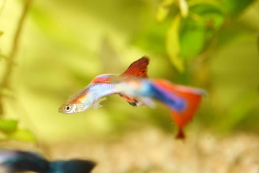 A male guppy,(Poecilia reticulata) a popular freshwater aquarium fish