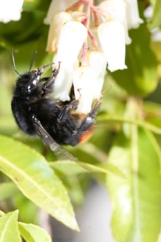 A bumblebee,(bombus) sucking at the nectar.