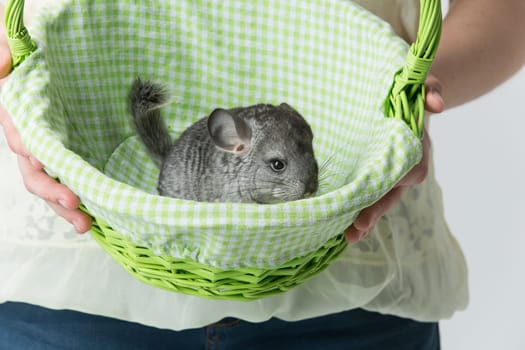 Girl holding green basket with cute adult chinchilla sitting inside