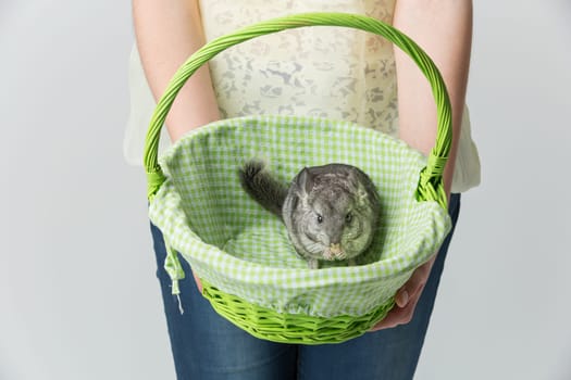 Girl holding green basket with cute adult chinchilla sitting inside