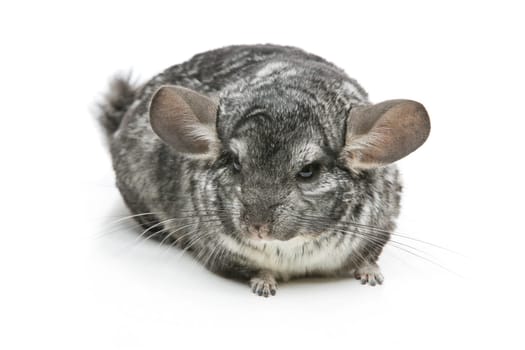 Cute adult chinchilla isolated over white background. Copy space.