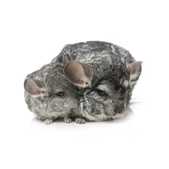 Chinchilla mother with baby sitting isolated over white background. Copy space.