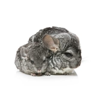 Chinchilla mother with baby sitting isolated over white background. Copy space. Square composition.