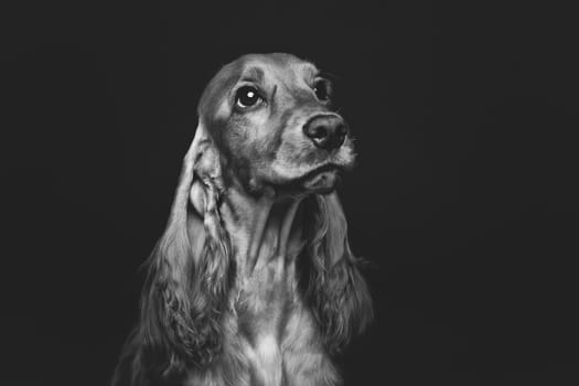 Portrait of beautiful young brown English cocker spaniel dog over black background. Closeup studio shot. Copy space. Monochrome.