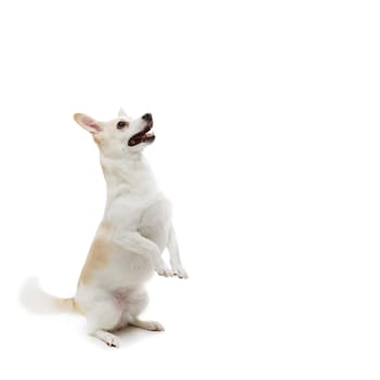 Beautiful metis dog sitting on rear paws and asking for food. Isolated over white background. Square composition. Copy space.