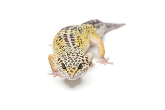 Small gicon lizard pet isolated over white background. Copy space.