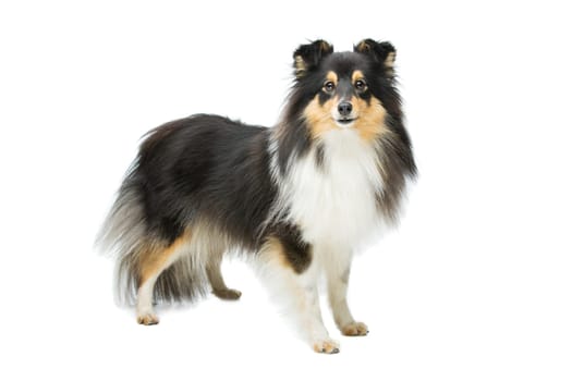 Tricolor beautiful sheltie dog isolated over white background. Copy space.
